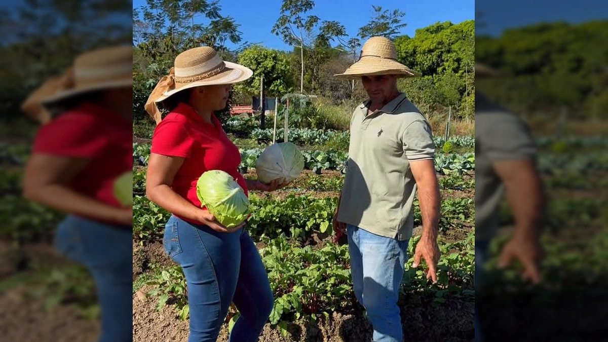 Marilene, secretária de Agricultura, e os produtores Jader e Patrícia com repolhos, cenouras e alfaces colhidos na horta em Carlinda, crédito: Prefeitura Municipal de Carlinda / Instagram