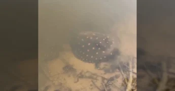 Arraia-de-fogo (Potamotrygon henlei) nadando em águas claras do Rio Araguaia. Crédito: rioaraguaiabrasil / Instagram.