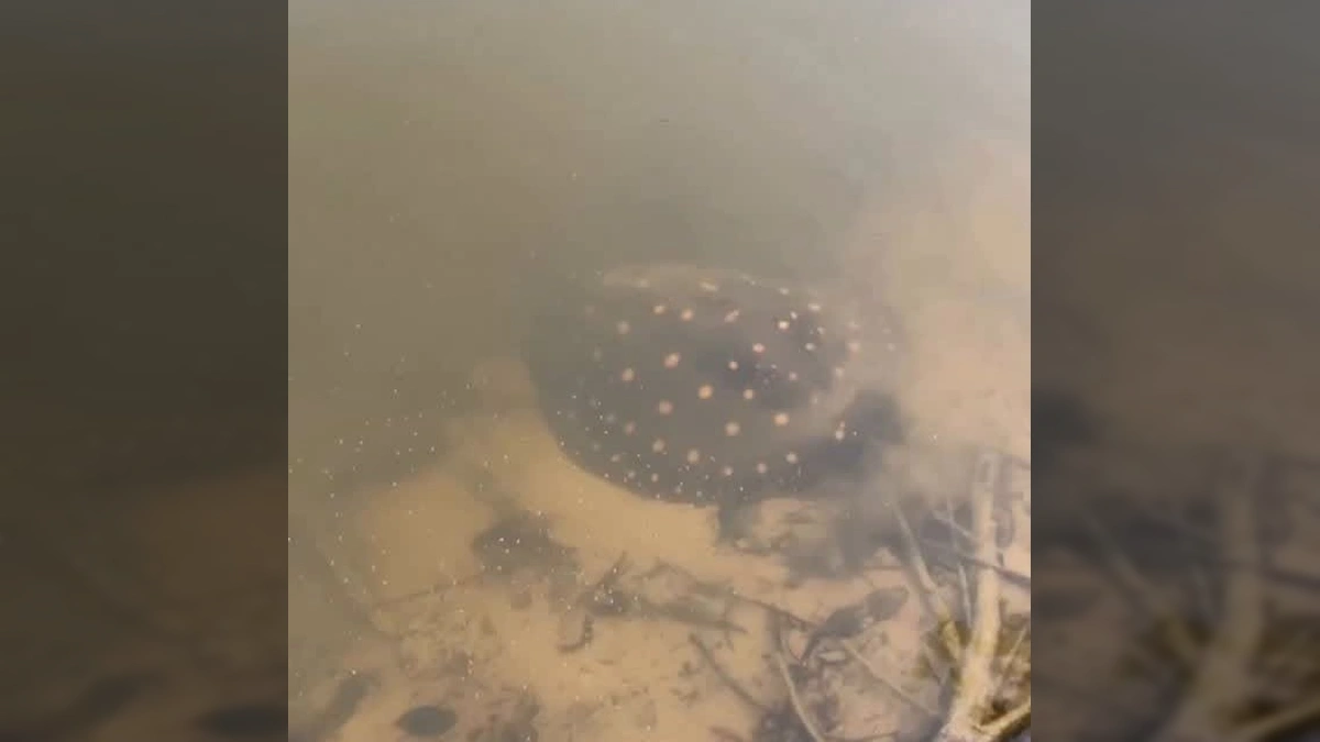 Arraia-de-fogo (Potamotrygon henlei) nadando em águas claras do Rio Araguaia. Crédito: rioaraguaiabrasil / Instagram.