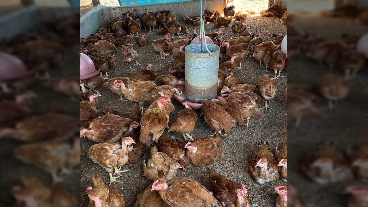Produtores e técnicos participando do Dia de Campo da Avicultura ATeG em Sorriso, Mato Grosso. Imagem por sindicatoruralsorriso / Instagram.