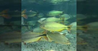Peixes em águas claras no Balneário Estivado, Nobres, Mato Grosso. Créditos: Fabrizzio Oliveira / Instagram