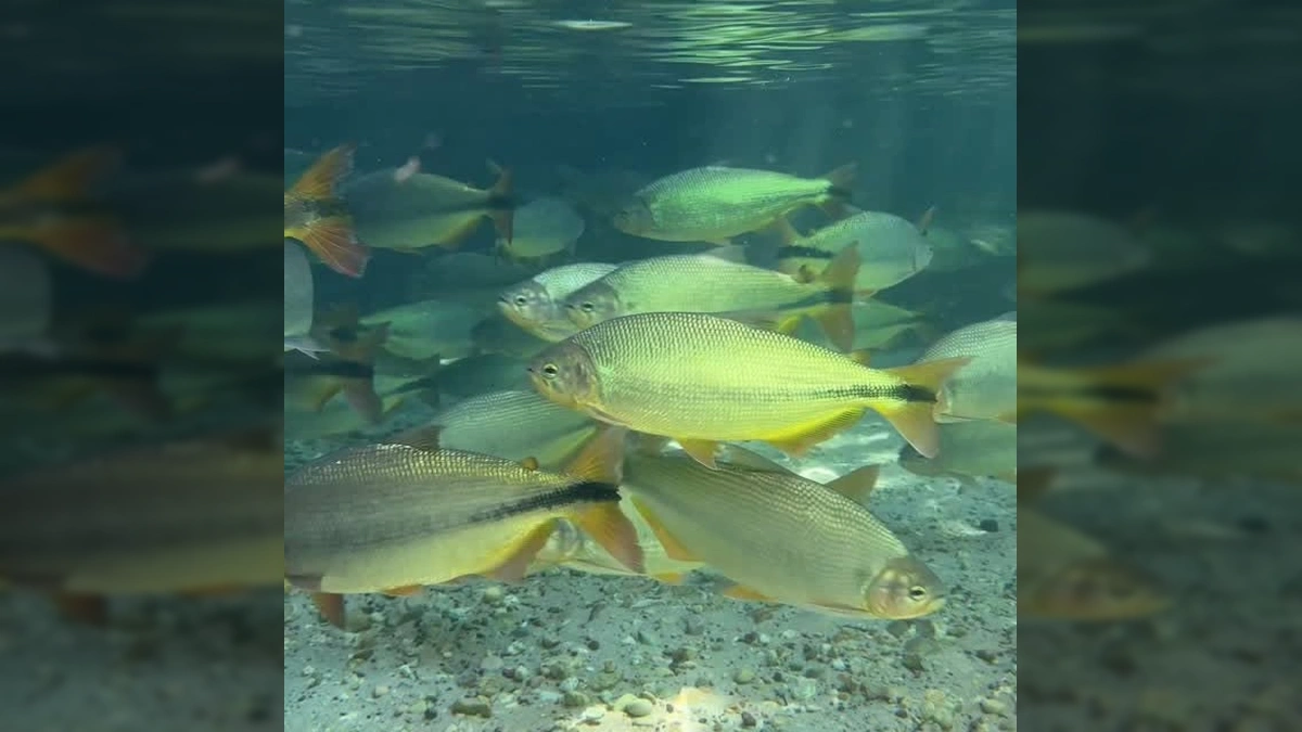Peixes em águas claras no Balneário Estivado, Nobres, Mato Grosso. Créditos: Fabrizzio Oliveira / Instagram
