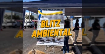 Pessoas aplicando adesivos em carros em uma campanha de conscientização ambiental. Créditos: Prefeitura de Primavera do Leste / Instagram