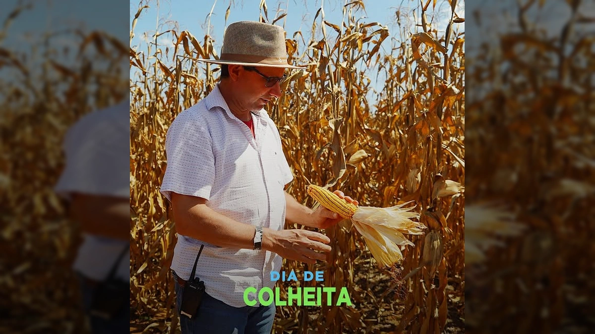 Produtor Lino Costa na colheita de milho em Canarana, Mato Grosso. Créditos: Aprosoja Mato Grosso / Instagram