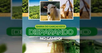 Grande máquina colheitadeira vermelha trabalhando no campo, com plantações de soja, milho e gado branco em rebanho. Créditos: Prefeitura de Barra do Garças / Instagram.