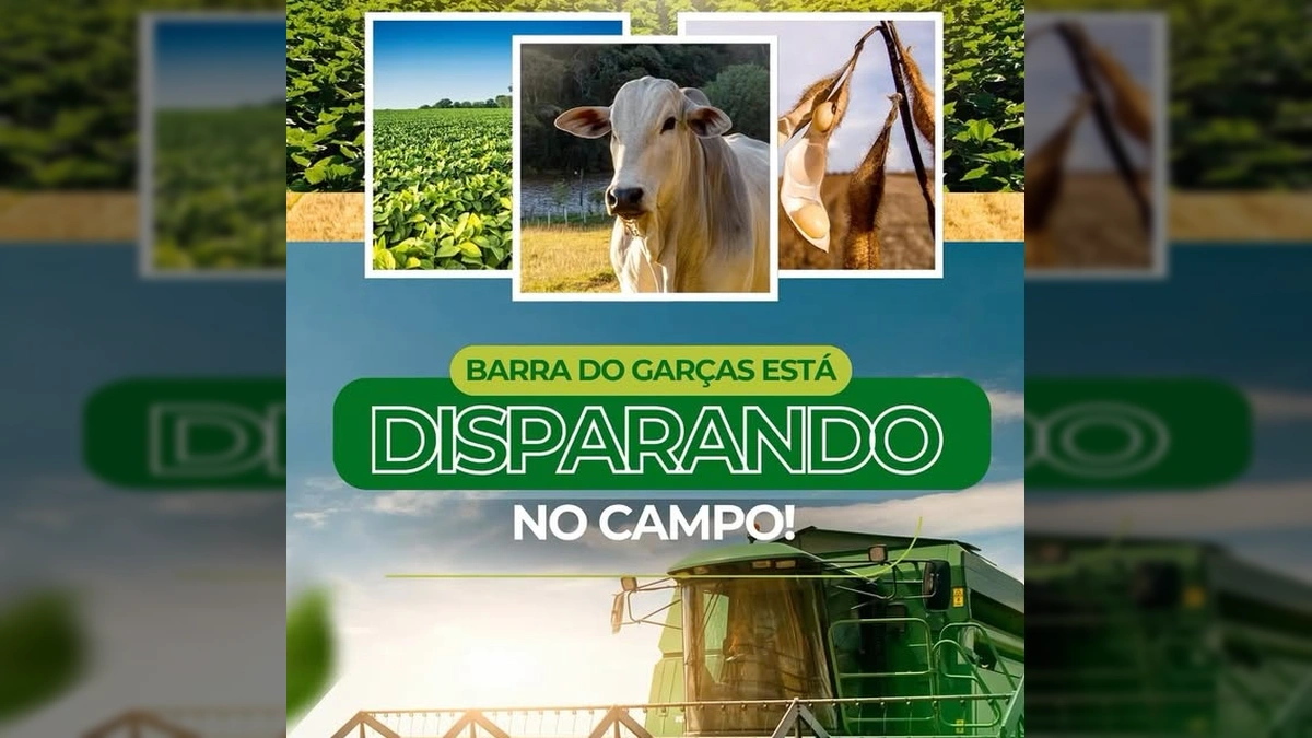 Grande máquina colheitadeira vermelha trabalhando no campo, com plantações de soja, milho e gado branco em rebanho. Créditos: Prefeitura de Barra do Garças / Instagram.