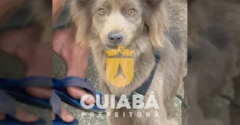 Mulher falando ao microfone durante o mutirão de castração em Cuiabá, com um cachorro aguardando o atendimento. Créditos: cuiabaprefeitura / Instagram