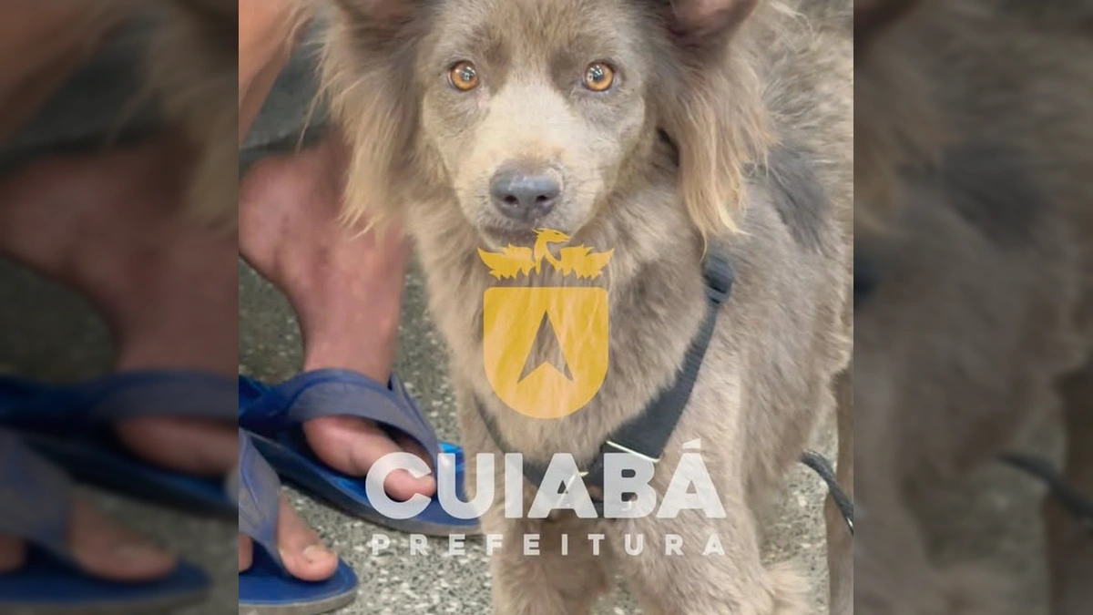 Mulher falando ao microfone durante o mutirão de castração em Cuiabá, com um cachorro aguardando o atendimento. Créditos: cuiabaprefeitura / Instagram