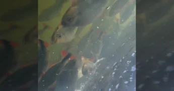 Grande quantidade de peixes Piraputangas nadando em águas claras no Rio Manso, Mato Grosso, visto do porto do Rancho do Mano. Créditos: ranchodomano / Instagram