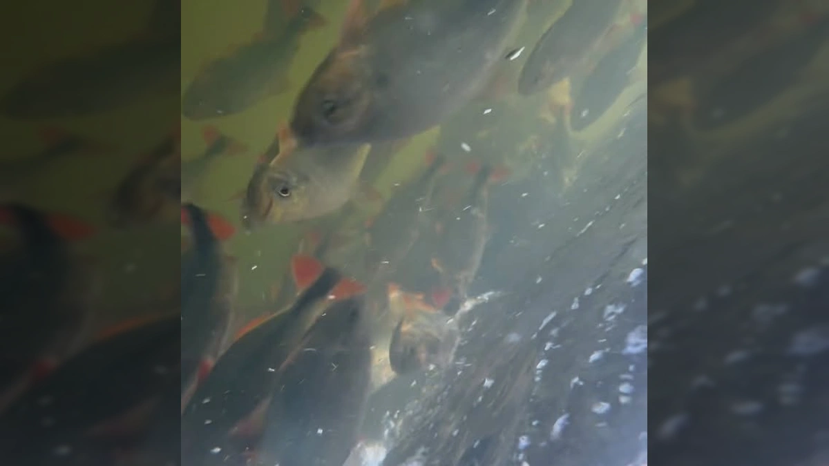 Grande quantidade de peixes Piraputangas nadando em águas claras no Rio Manso, Mato Grosso, visto do porto do Rancho do Mano. Créditos: ranchodomano / Instagram