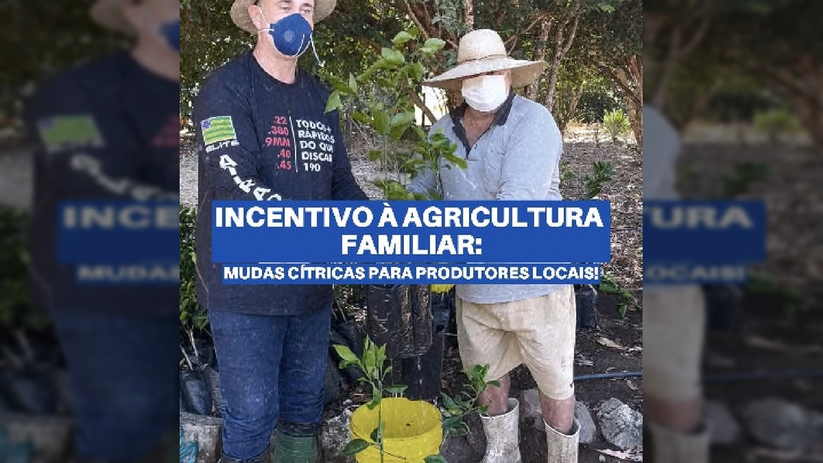 Um homem em chapéu de palha e máscara branca recebe mudas cítricas para plantio em Guarantã do Norte. Crédito: Prefeitura Municipal de Guarantã do Norte / Instagram