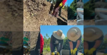 Grupo de produtores rurais em Itaúba-MT participando de treinamento prático de plantio e adubação, em colaboração com Senar, ASPEPRI e Sindicato Rural de Colíder / Instagram @sindicato.colider