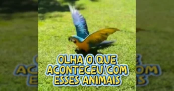 Uma arara sendo solta na natureza por agentes da SEMA em Mato Grosso. Crédito: Instagram/govmatogrosso