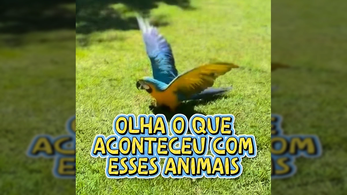 Uma arara sendo solta na natureza por agentes da SEMA em Mato Grosso. Crédito: Instagram/govmatogrosso