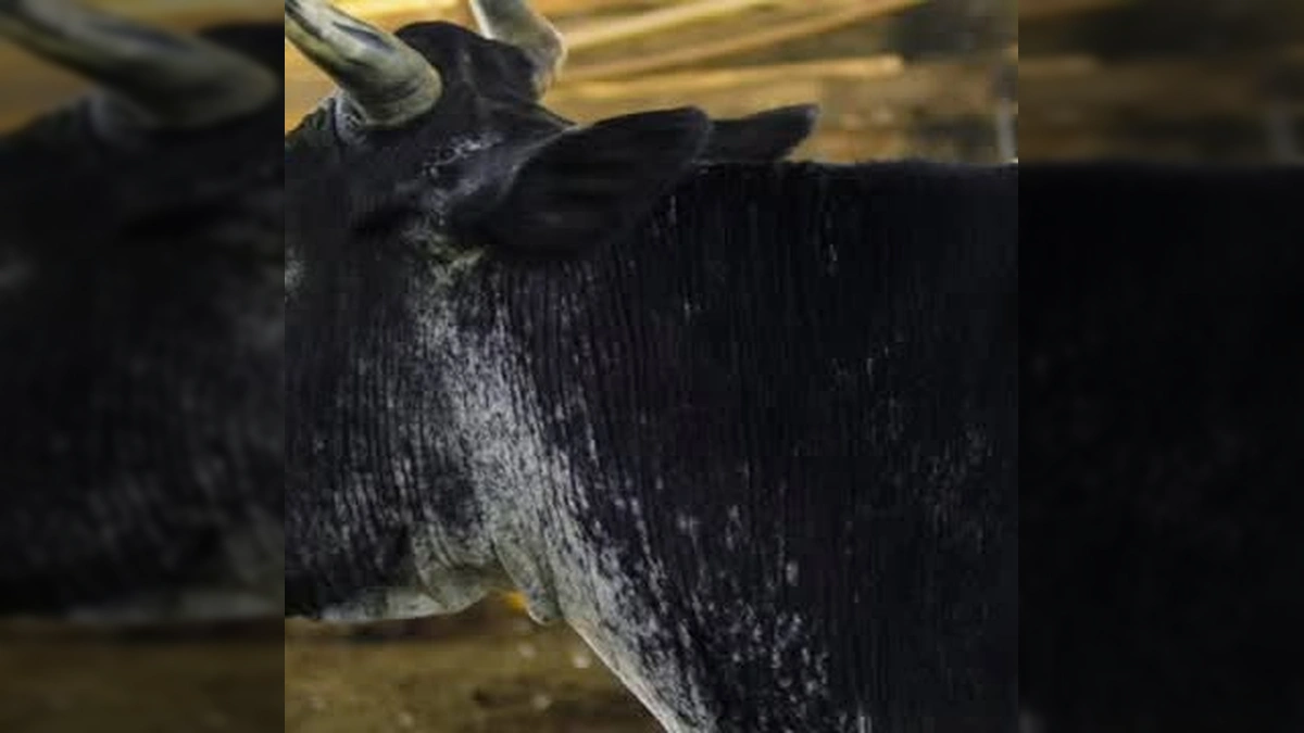 Imagem de veterinária realizando inseminação artificial em vaca leiteira, com produtores rurais observando. Crédito: Prefeitura de Tabaporã / Instagram.