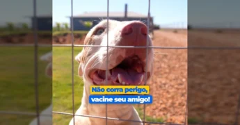 Cachorro sendo vacinado durante campanha antirrábica em Sorriso. Crédito: Prefeitura de Sorriso / Instagram