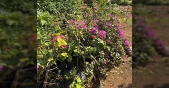 Viveiro Municipal de Plantas em Matupá com diversas mudas para reflorestamento e paisagismo. Créditos: Prefeitura_matupa / Instagram.