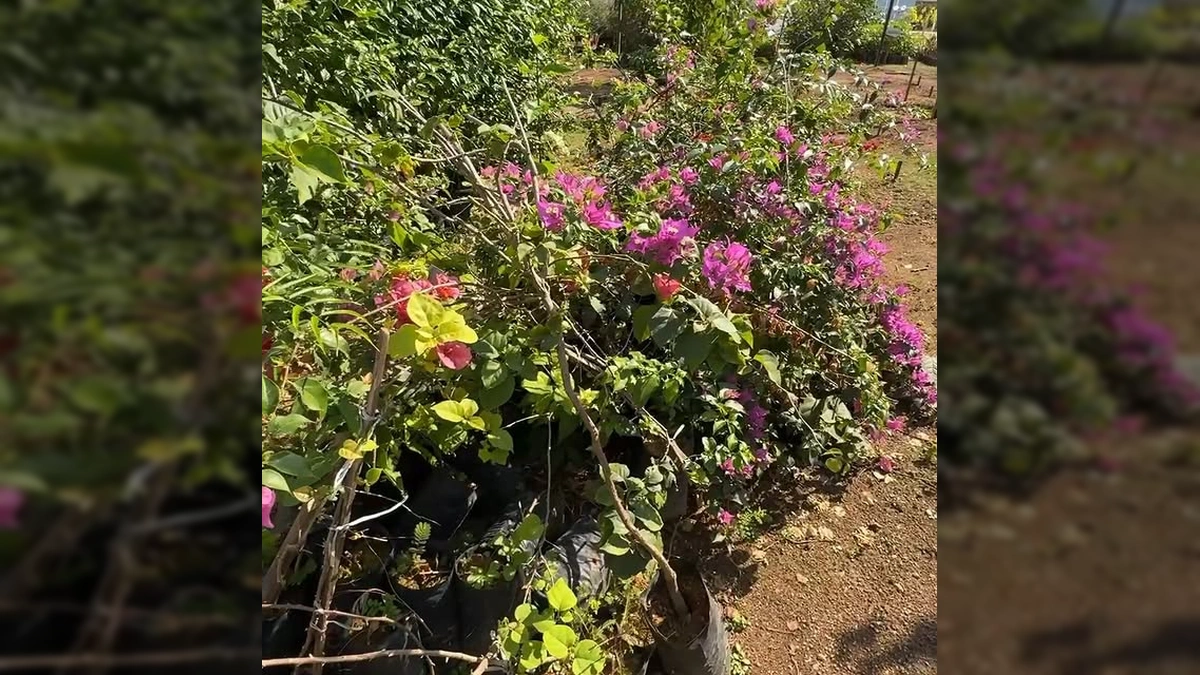 Viveiro Municipal de Plantas em Matupá com diversas mudas para reflorestamento e paisagismo. Créditos: Prefeitura_matupa / Instagram.