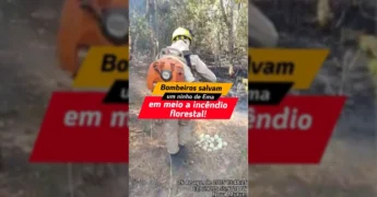 Imagem de bombeiros utilizando sopradores em um incêndio florestal, com um ninho de ema com ovos em primeiro plano. Crédito: Governo de Mato Grosso / Instagram.