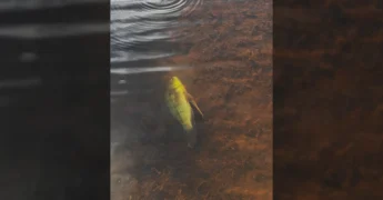 Imagens da usina hidrelétrica de Colíder com mortandade de peixes e áreas secas. Crédito: Diego Guimarães / Instagram