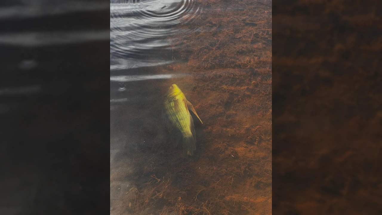 Imagens da usina hidrelétrica de Colíder com mortandade de peixes e áreas secas. Crédito: Diego Guimarães / Instagram