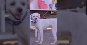Imagem de homem em frente ao trailer do Castra Móvel, divulgando o serviço de castração gratuita para cães e gatos em Rondonópolis. Créditos: Prefeitura de Rondonópolis.