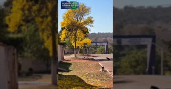 Árvore de ipê amarelo com flores vibrantes e pétalas caídas no chão, em Ponte Branca, Mato Grosso. Créditos ao vídeo original de ponte_brancamt.