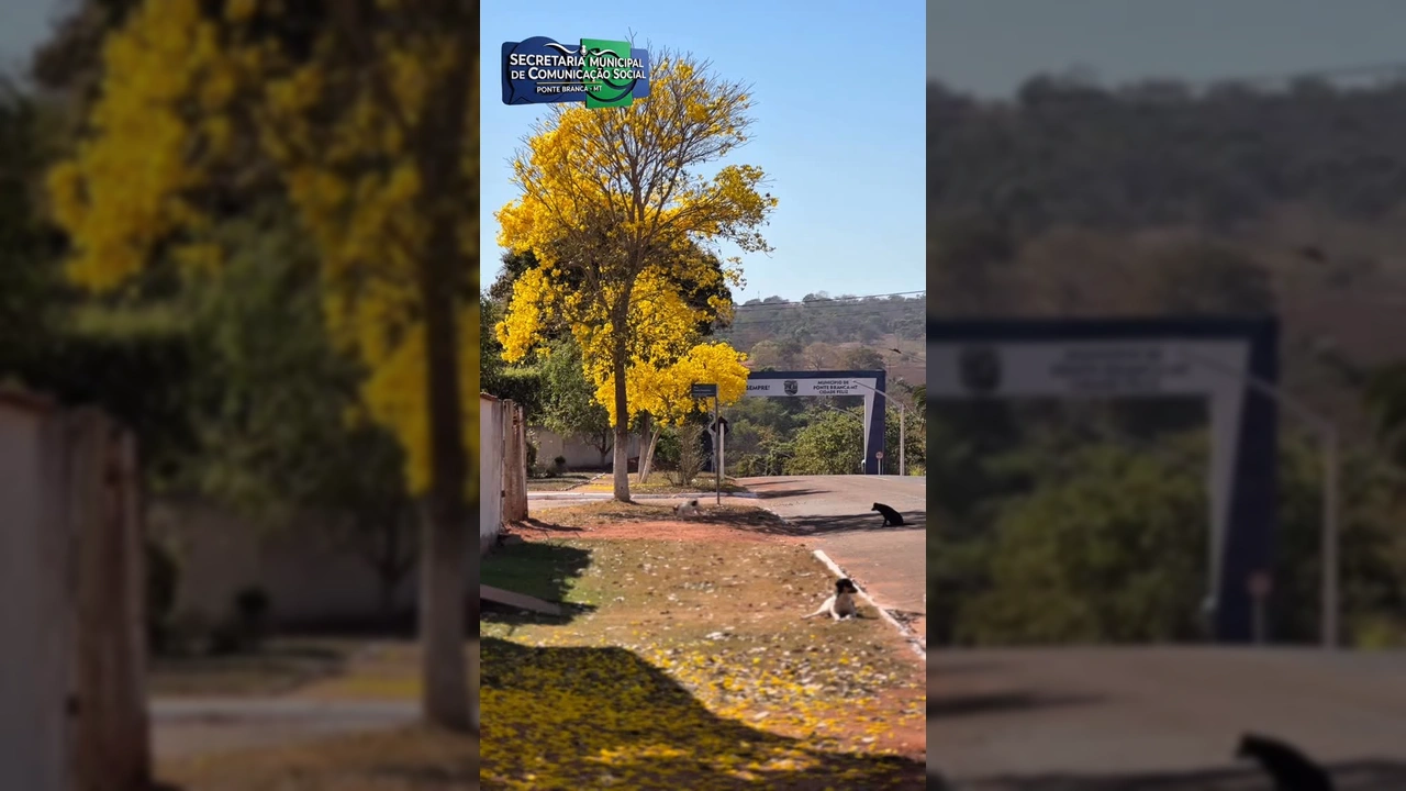 Árvore de ipê amarelo com flores vibrantes e pétalas caídas no chão, em Ponte Branca, Mato Grosso. Créditos ao vídeo original de ponte_brancamt.