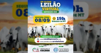Bovinos Nelore em pastagem sob céu azul, promovendo o Leilão Virtual do Sindicato Rural De Colíder / Instagram.