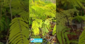 Mudas jovens de cacau em viveiro, com plantas verde-claras e vermelhas em destaque. Créditos: Instagram @prefeituradecarlinda.