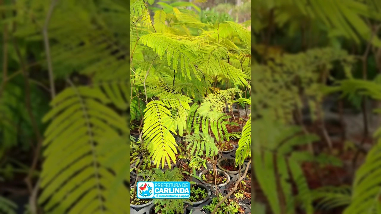 Mudas jovens de cacau em viveiro, com plantas verde-claras e vermelhas em destaque. Créditos: Instagram @prefeituradecarlinda.