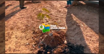 Imagem de pessoas plantando árvores em Nova Brasilândia como parte de ações ambientais da prefeitura / Créditos: Instagram @nbprefeitura