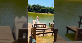 Nova atração de pedalinhos no Parque Olídio Pedro Gortolas em Santa Carmem, com estrutura de madeira flutuante e um pedalinho em formato de cisne. Créditos: Prefeitura de Santa Carmem / Instagram.