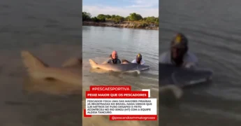 Piraíba gigante de 2,35 metros fisgada no Rio Xingu, Mato Grosso, por pescadores da equipe Aldeia Tanguro. Créditos: Pescando em Mato Grosso / Instagram