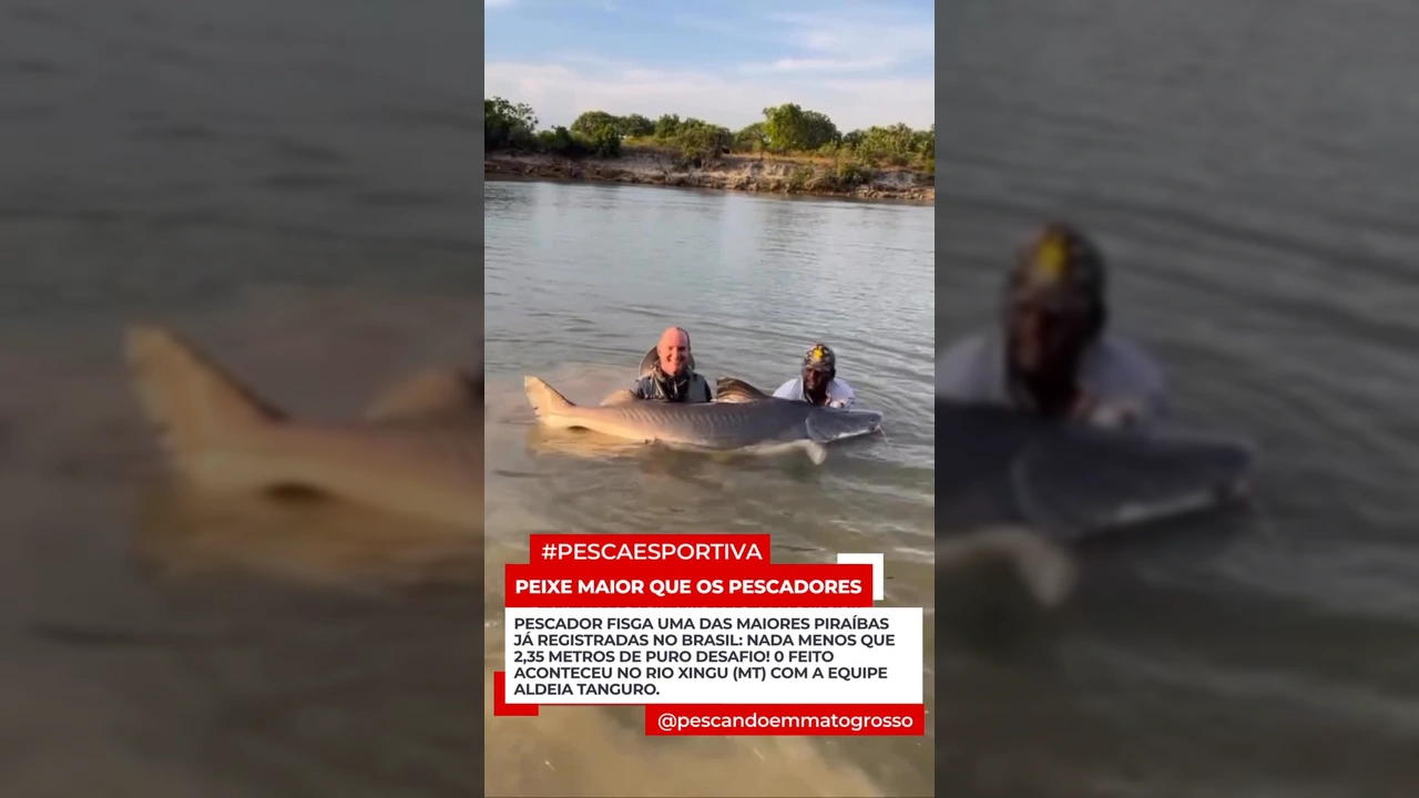 Piraíba gigante de 2,35 metros fisgada no Rio Xingu, Mato Grosso, por pescadores da equipe Aldeia Tanguro. Créditos: Pescando em Mato Grosso / Instagram