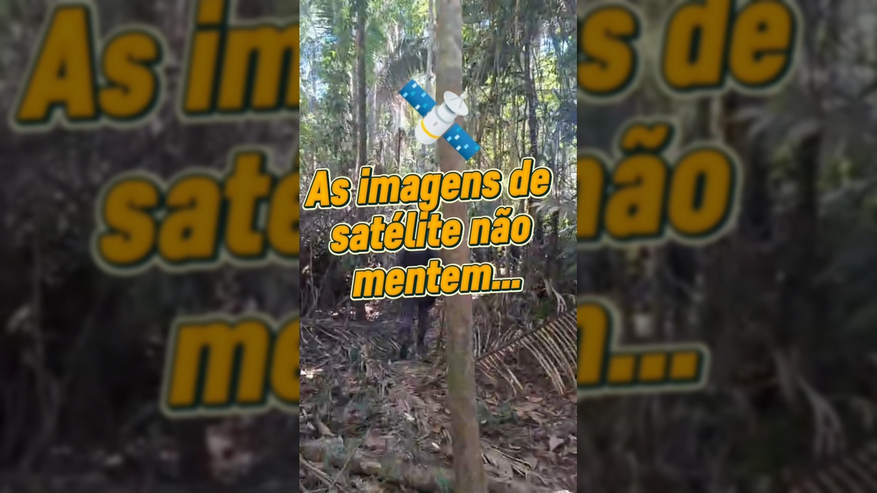 Policiais militares em floresta densa durante operação contra desmatamento em Colniza, Mato Grosso / Imagem: @govmatogrosso no Instagram