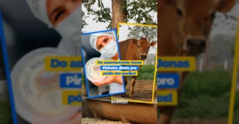 Rita Hachiya ao lado de suas vacas Jersey, celebrando o sucesso do Queijo Poranga, com seus prêmios visíveis. Imagem: Prefeitura de Sorriso / Instagram.