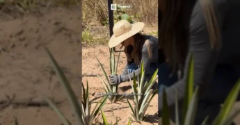 Grupo de produtores rurais aprendendo técnicas de cultivo de abacaxi em Tapurah, foto cedida pela Prefeitura de Tapurah / Instagram.