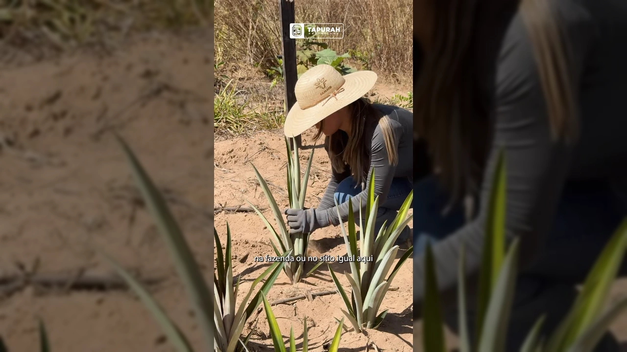 Grupo de produtores rurais aprendendo técnicas de cultivo de abacaxi em Tapurah, foto cedida pela Prefeitura de Tapurah / Instagram.
