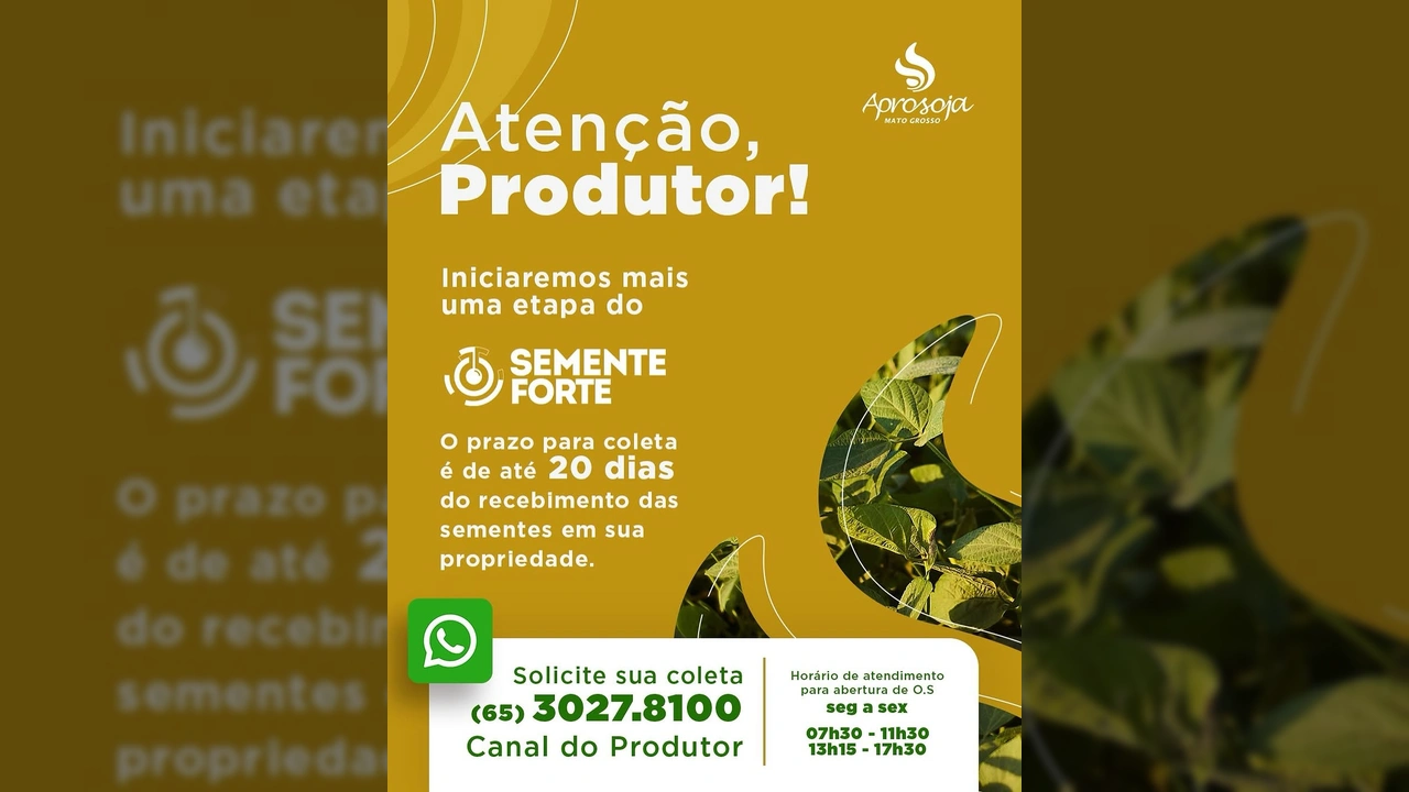 Imagem ilustrativa do Programa Semente Forte, com detalhes sobre coleta de sementes para produtores em Sorriso, Mato Grosso, via Sind Sorriso / Instagram
