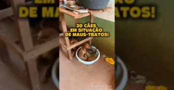 Imagem do resgate de animais em situação de maus-tratos em Sorriso, Mato Grosso, por Polícia Militar e Corpo de Bombeiros. Créditos: @govmatogrosso.