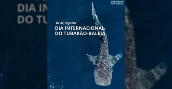 Imagem de um tubarão-baleia em águas azuis, celebrando o Dia Internacional do Tubarão-Baleia pela ONU Meio Ambiente com créditos a Beto Borgman/Getty Images