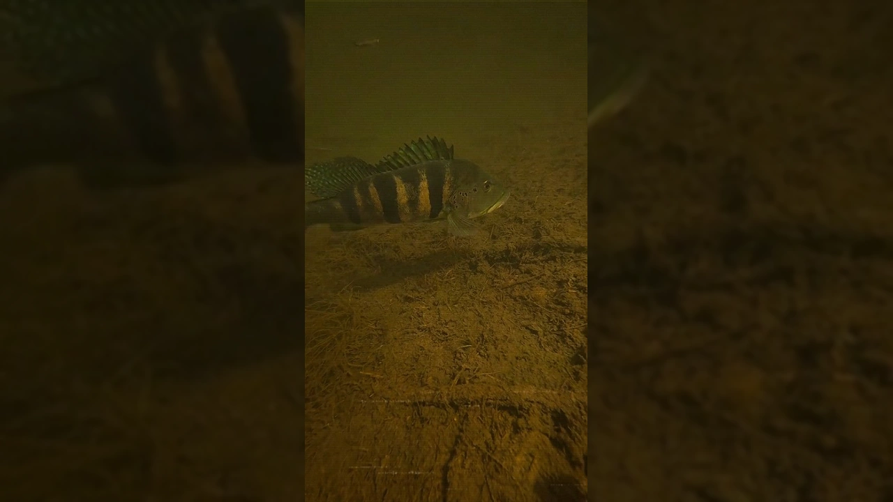 Tucunaré, peixe predador do Rio Araguaia, subaquático. Créditos: @gabrielcardoso.pesca / @rioaraguaiabrasil