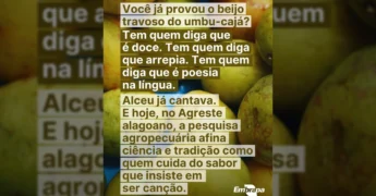 Imagem de umbu-cajá em destaque, representando a importância da fruta no projeto da Embrapa em Palmeira dos Índios, Alagoas. Crédito: Embrapa / Instagram.