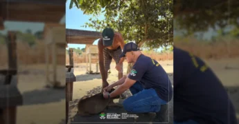 Pessoa vacinando um cachorro durante a campanha antirrábica em São José do Rio Claro. Crédito: Secretaria de Saúde e Saneamento Básico de São José do Rio Claro / Instagram.