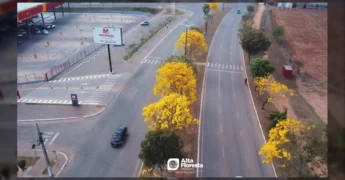 Imagens aéreas de Alta Floresta, MT, mostrando ruas e estradas com ipês-amarelos floridos, destacando a beleza natural da cidade. Créditos: Prefeitura de Alta Floresta / Instagram.