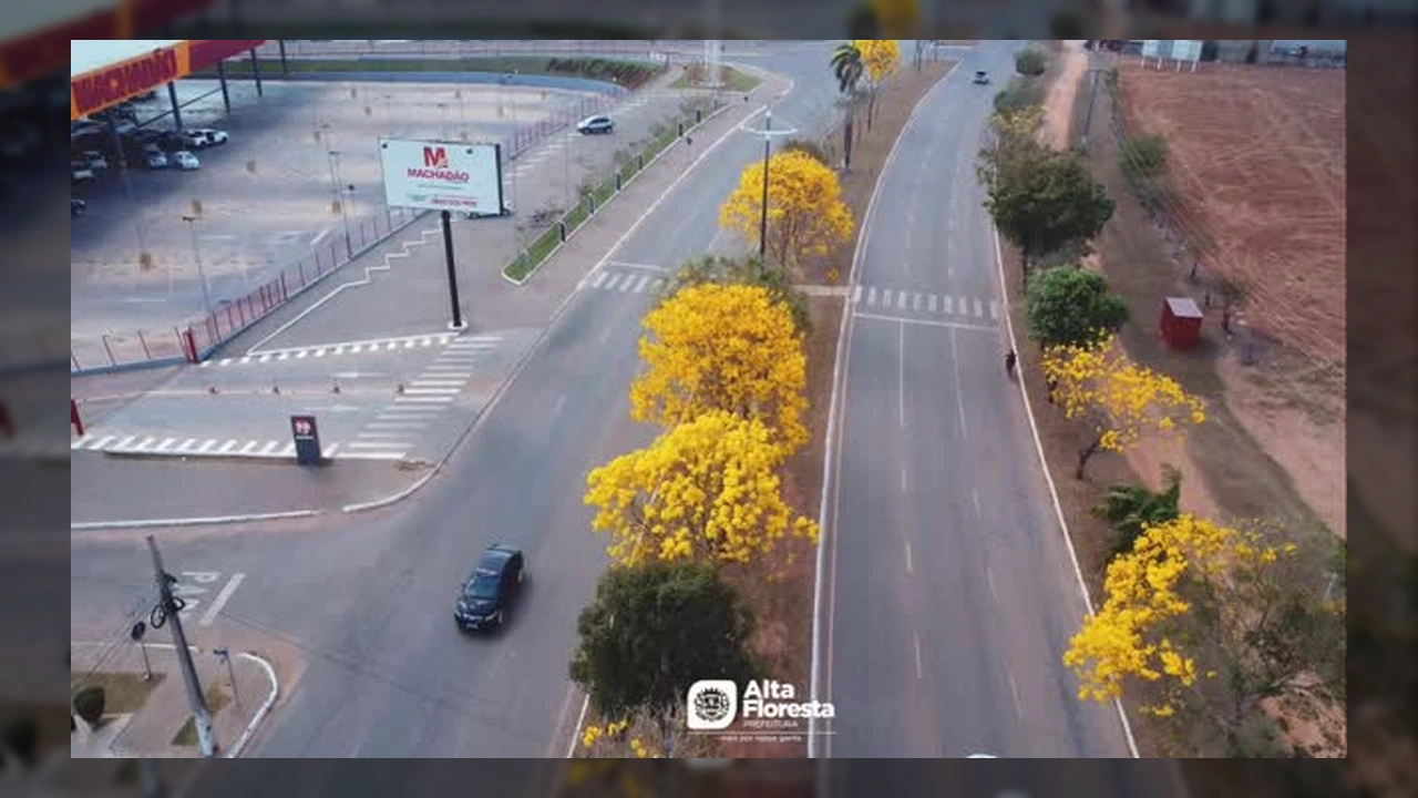 Imagens aéreas de Alta Floresta, MT, mostrando ruas e estradas com ipês-amarelos floridos, destacando a beleza natural da cidade. Créditos: Prefeitura de Alta Floresta / Instagram.