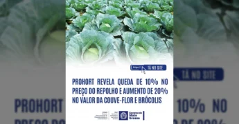 Imagem de uma vasta plantação de repolhos verdes sob o sol. Crédito: Empaer MT / Instagram.