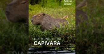 Capivara em seu habitat natural com pássaro, divulgação da ONU Brasil para o Dia Mundial da Capivara