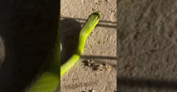 Cobra verde deitado em superfície terrosa, com sombras ao redor. Crédito: rioaraguaiabrasil / Instagram